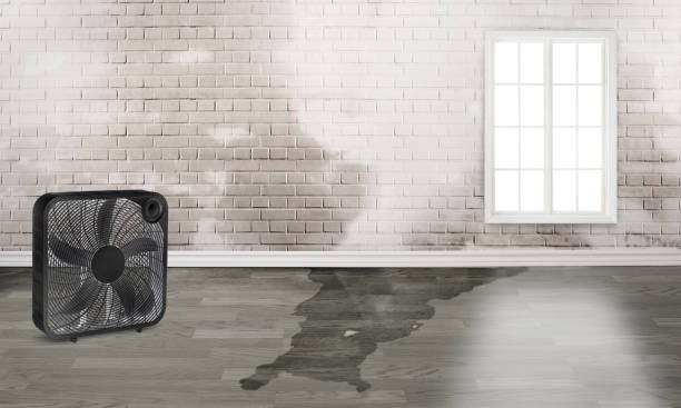Best Professional water damage repair  in Orcutt, CA